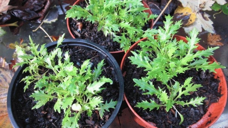 Mga panuntunan sa paghahasik at tampok ng lumalagong Japanese cabbage (mizuna)