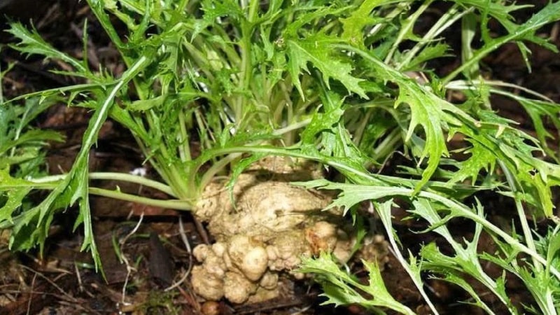 Mga panuntunan sa paghahasik at tampok ng lumalagong Japanese cabbage (mizuna)