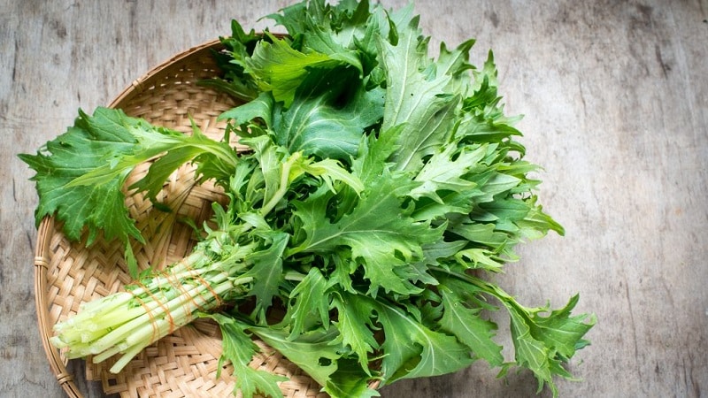 Mga panuntunan sa paghahasik at tampok ng lumalagong Japanese cabbage (mizuna)