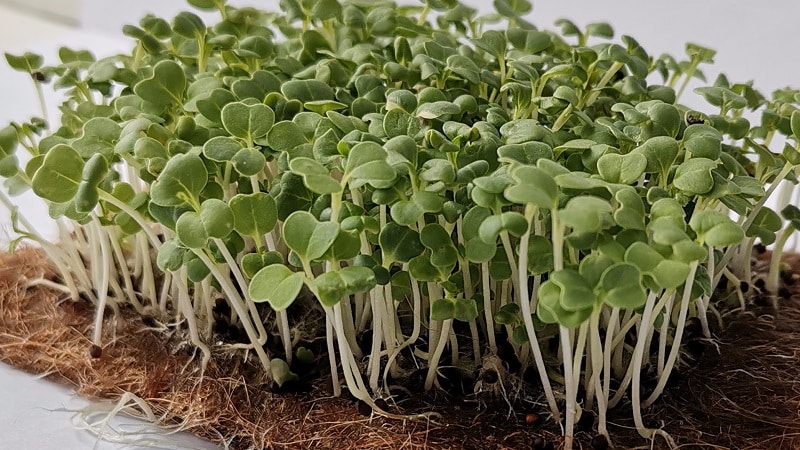 Mga panuntunan sa paghahasik at tampok ng lumalagong Japanese cabbage (mizuna)