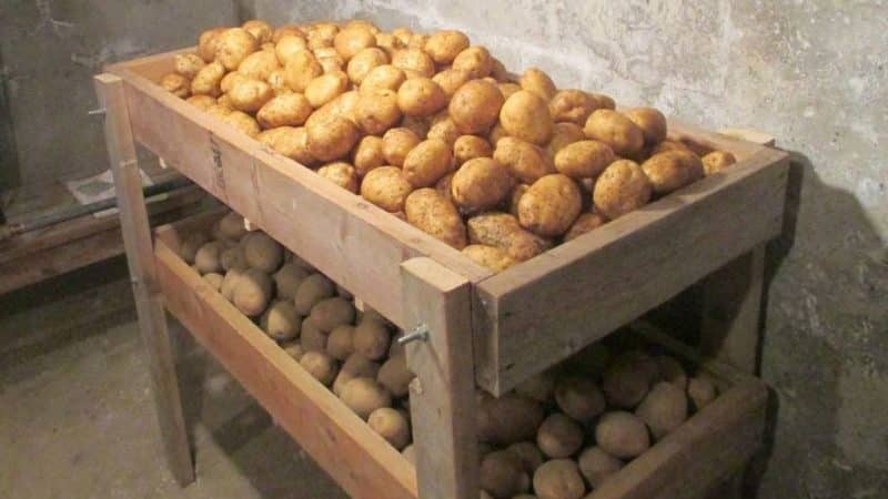 Características do armazenamento adequado de batatas: de A a Z