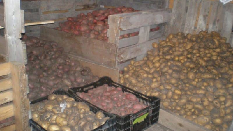 Caractéristiques d'un bon stockage des pommes de terre : de A à Z