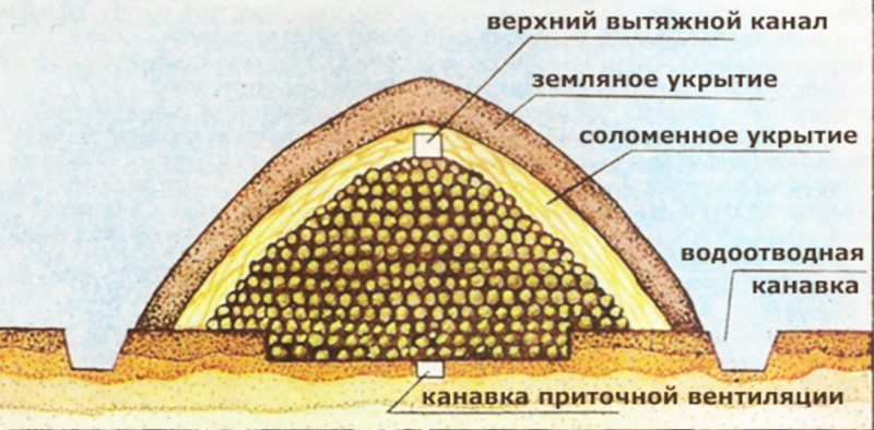 Features of proper potato storage: from A to Z