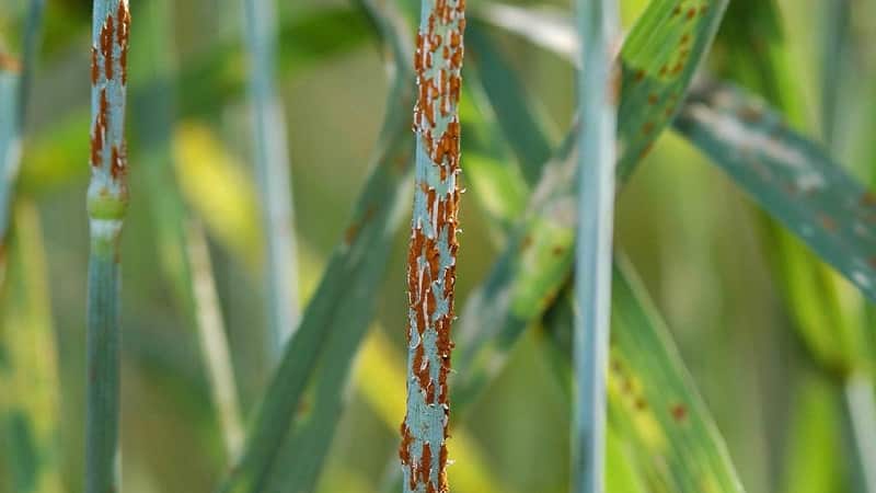 Causes of wheat rust and methods of combating it