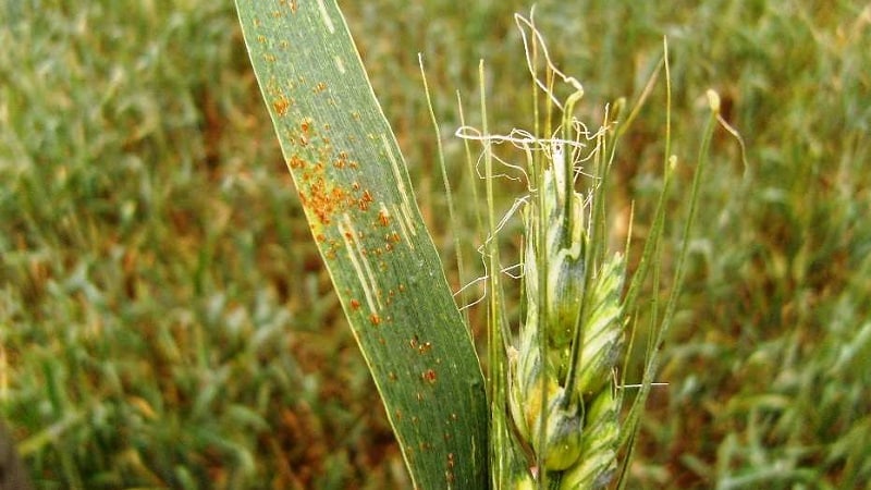 Ursachen von Weizenrost und Methoden zu seiner Bekämpfung