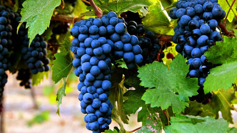 Maagang ripening dark-skinned grape variety Primitivo