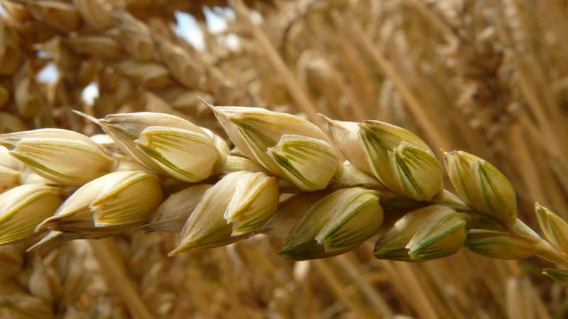 What is soft wheat, how does it differ from hard wheat and where is it used?