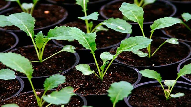 How to properly plant and grow cabbage seedlings at home