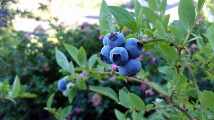 Mitä eroa on mustikoilla ja kuusamalla - kuinka erottaa ne toisistaan