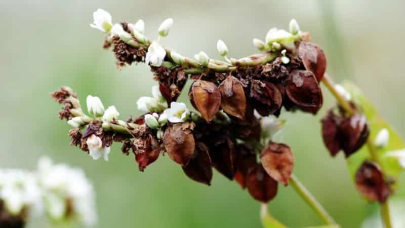 Grikių veislių veislės, jų aprašymas ir savybės