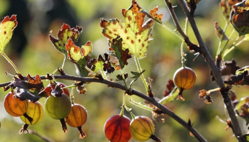 Mengapa karat muncul pada gooseberries dan apa yang perlu dilakukan untuk menghilangkannya