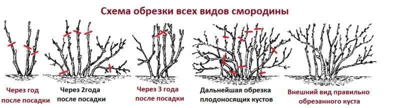 Сорта црне рибизле Ординари Мирацле: карактеристике, правила садње, неге и размножавања