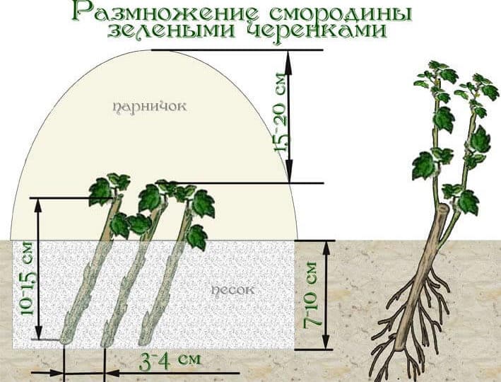 Varietat de grosella negra Ordinary Miracle: característiques, regles de plantació, cura i propagació