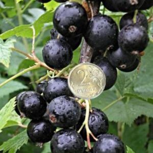 Varieti Blackcurrant Biasa Ajaib: ciri, peraturan penanaman, penjagaan dan pembiakan