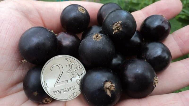 Varietà di ribes nero Ordinary Miracle: caratteristiche, regole di semina, cura e propagazione