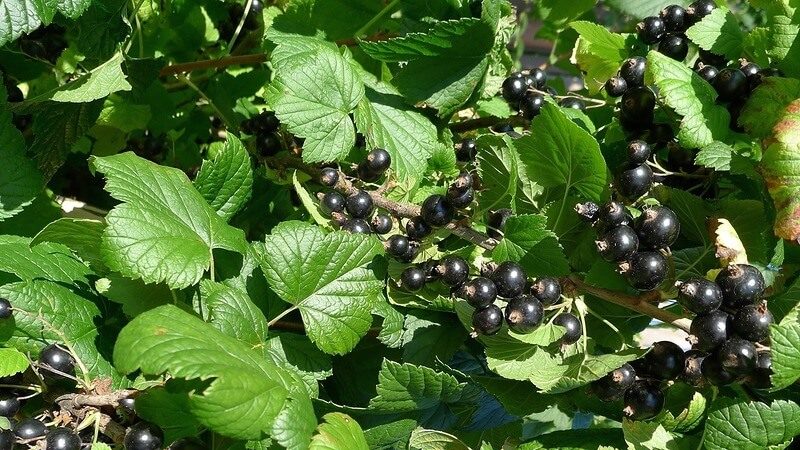 Variété de cassis Ordinary Miracle: caractéristiques, règles de plantation, d'entretien et de propagation