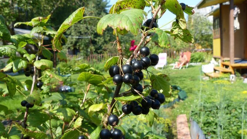 Varieti Blackcurrant Biasa Ajaib: ciri, peraturan penanaman, penjagaan dan pembiakan