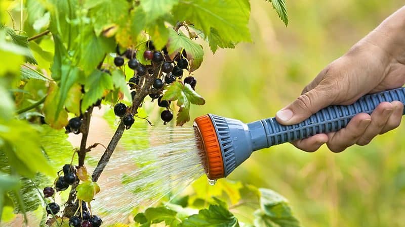 Penjagaan dan penanaman currant yang betul