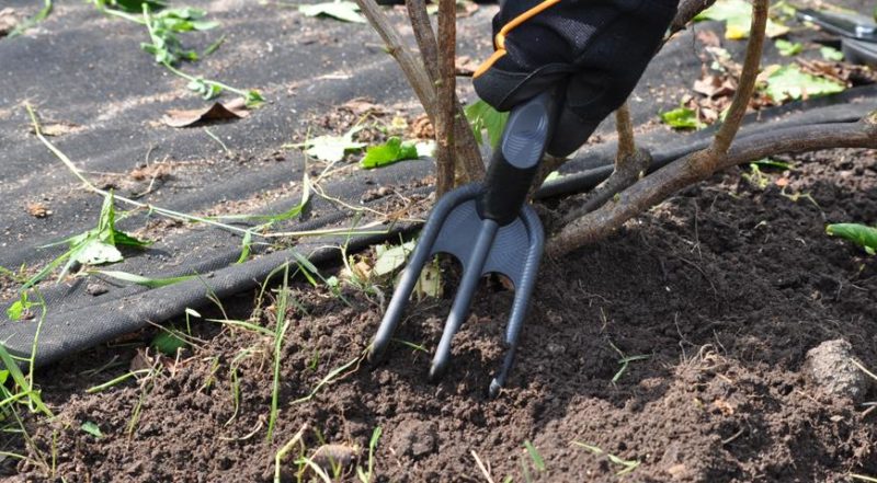 Varieti Blackcurrant Biasa Ajaib: ciri, peraturan penanaman, penjagaan dan pembiakan