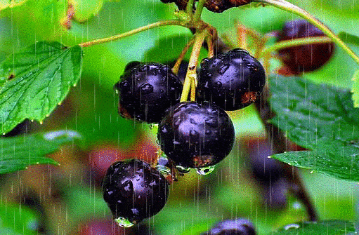 Varietà di ribes nero Ordinary Miracle: caratteristiche, regole di semina, cura e propagazione