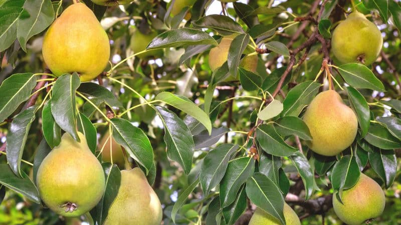 High-yielding resistant pear variety Elena