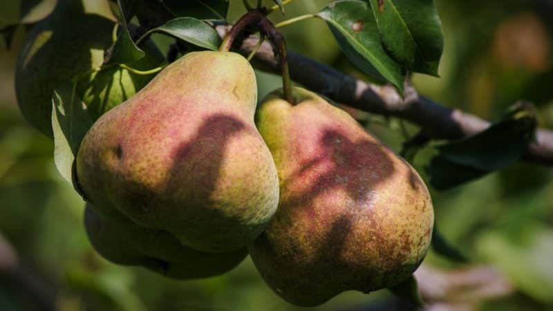 Variedad de pera resistente de alto rendimiento Elena