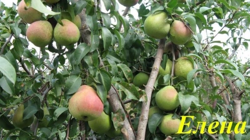 High-yielding resistant pear variety Elena