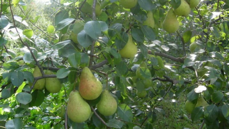 Unpretentious high-yielding variety of Victoria pear