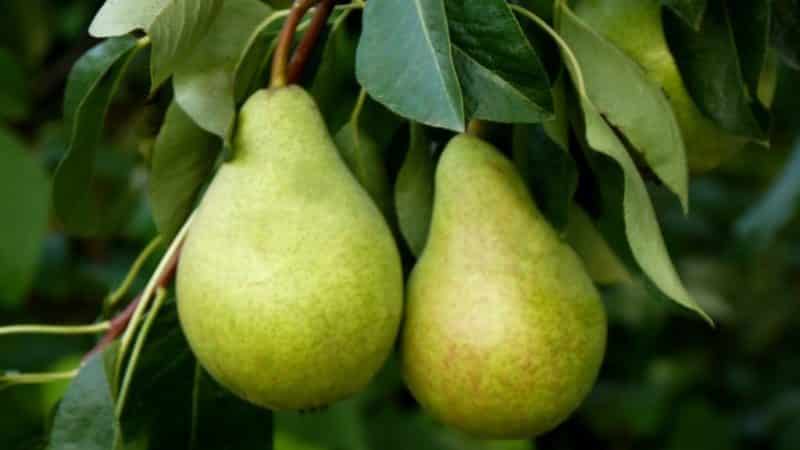 Unpretentious high-yielding variety of Victoria pear