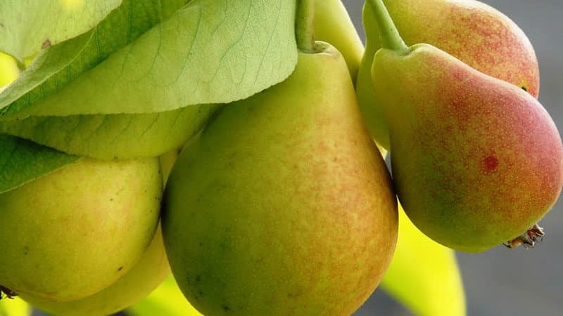 Unpretentious high-yielding variety of Victoria pear