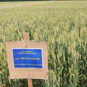 Winter wheat variety Bezostaya 100: mga katangian at paglalarawan