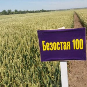 Winter wheat variety Bezostaya 100: mga katangian at paglalarawan