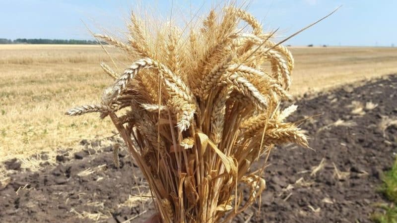 Variedad de trigo de invierno Bezostaya 100: características y descripción.