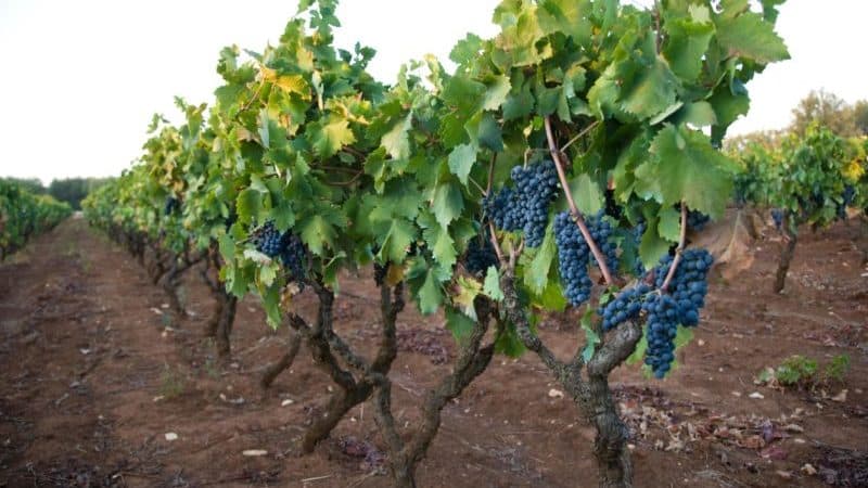 Cépage à peau foncée à maturation précoce Primitivo