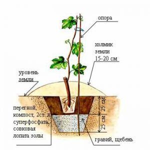 Variedad de uva Veles delicada y aromática de criadores ucranianos