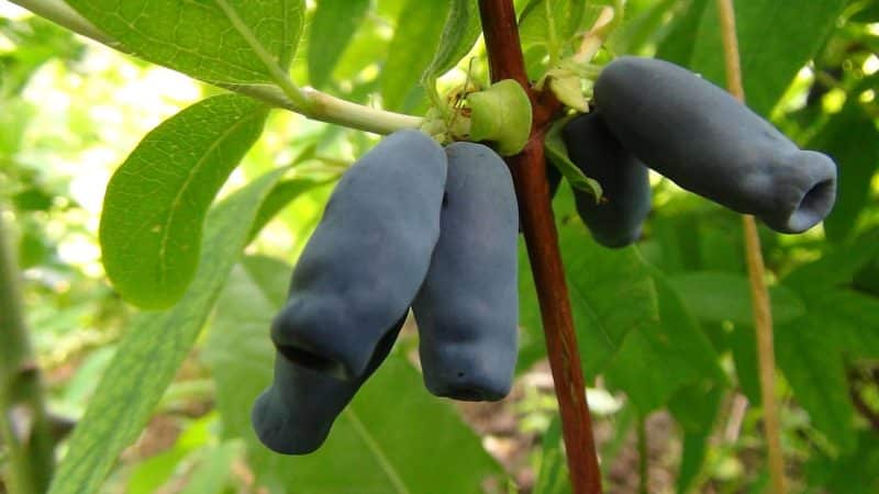 Planter et entretenir le chèvrefeuille dans la région de Moscou