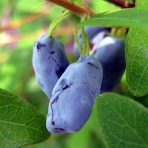 Sustainable sweet variety of honeysuckle Cinderella