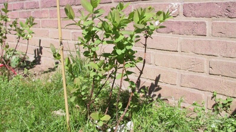 Sustainable sweet variety of honeysuckle Cinderella