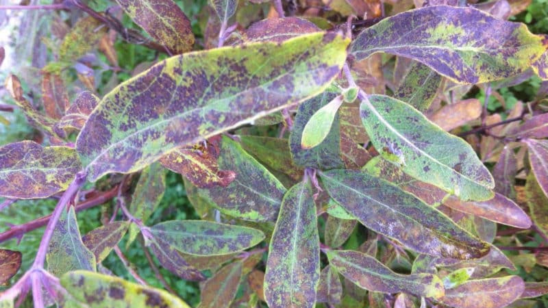 Sustainable sweet variety of honeysuckle Cinderella