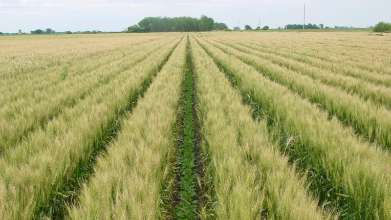 Tempi e norme per la semina del miglio a file e ulteriore cura delle piantagioni