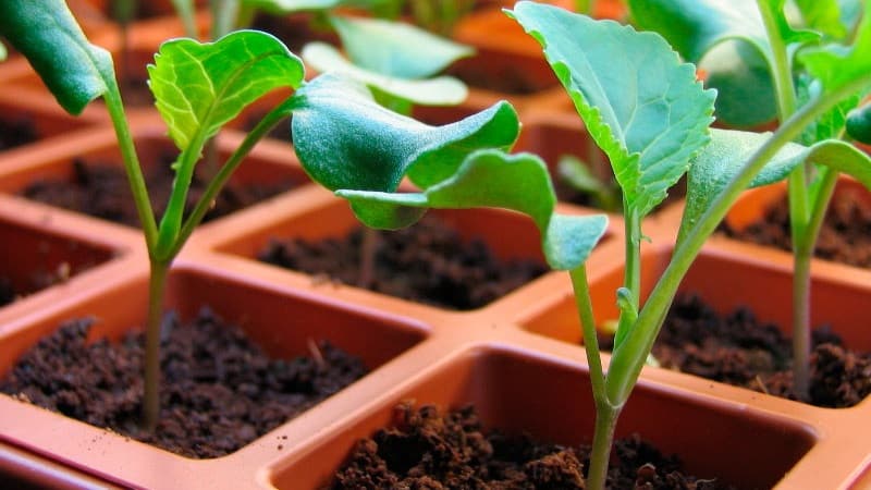 Timing og teknologi for å plante brokkoli til frøplanter og ta vare på frøplanter hjemme