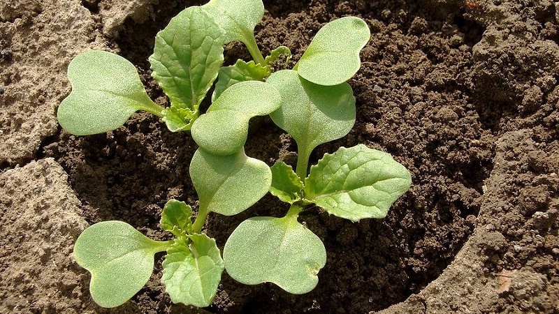 Timing og teknologi for å plante brokkoli til frøplanter og ta vare på frøplanter hjemme