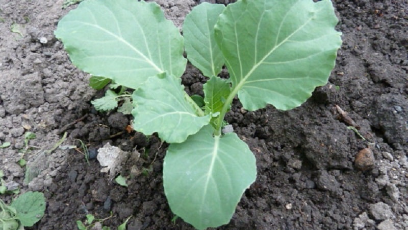 Timing og teknologi til plantning af broccoli til frøplanter og pleje af frøplanter derhjemme