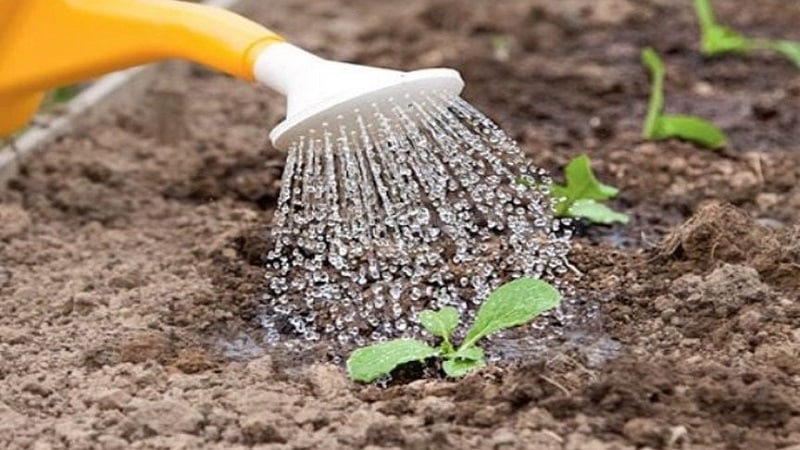 Cultivarea și îngrijirea broccoli pe teren deschis în Siberia