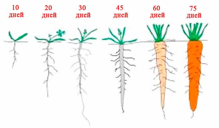 Schauen wir uns die Struktur des Karottenwurzelsystems an – was sind seine Merkmale?