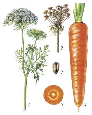 Let's look at the structure of the carrot root system - what are its features?