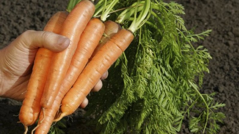 Let's look at the structure of the carrot root system - what are its features?