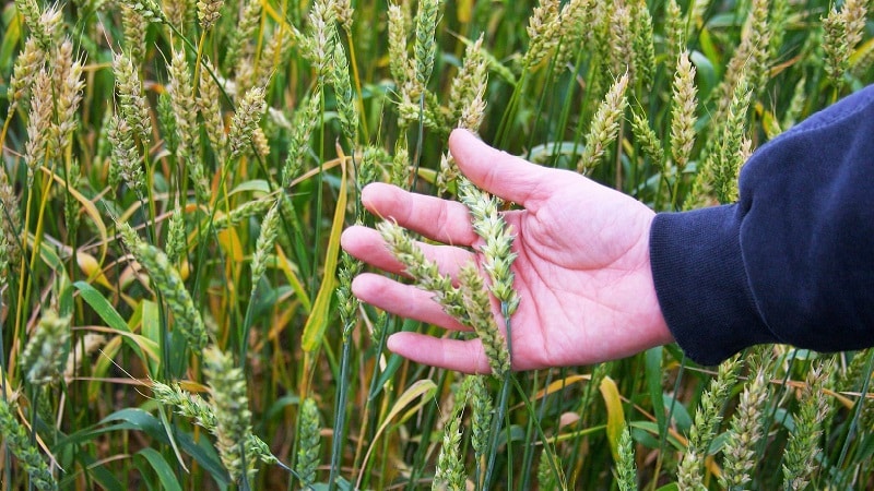 Tecnologia di coltivazione del grano dalla preparazione alla semina alla raccolta