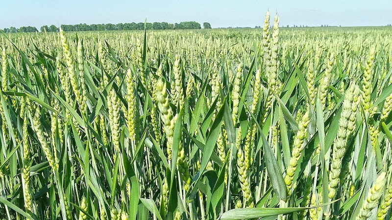 Tecnologia de cultivo de trigo desde a preparação para a semeadura até a colheita