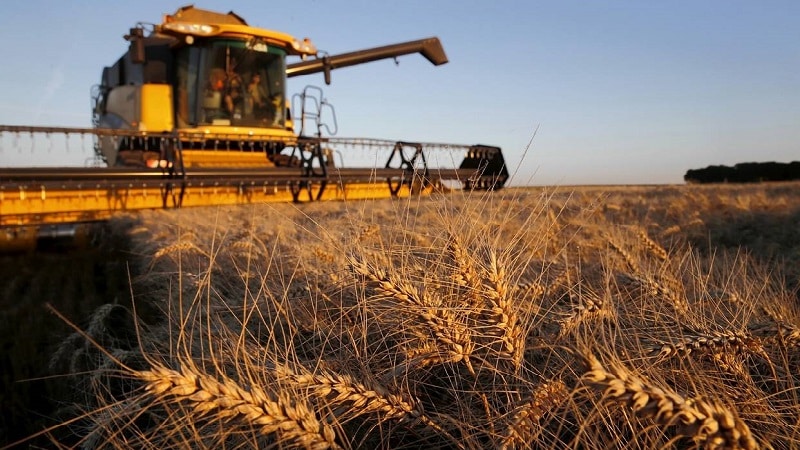 Tecnologia de cultivo de trigo desde a preparação para a semeadura até a colheita